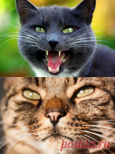 Котэ-факты. О том, что Вы не знали об усатых любимцах!