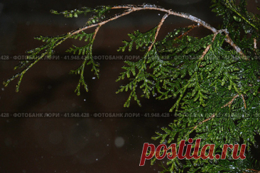 Close-up of frozen evergreen plant branch in snowy winter night. Nature background. Стоковое фото, фотограф Ilaronsia / Фотобанк Лори