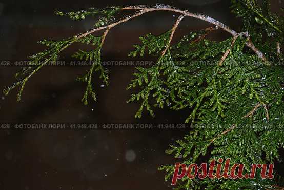 Close-up of frozen evergreen plant branch in snowy winter night. Nature background. Стоковое фото, фотограф Ilaronsia / Фотобанк Лори