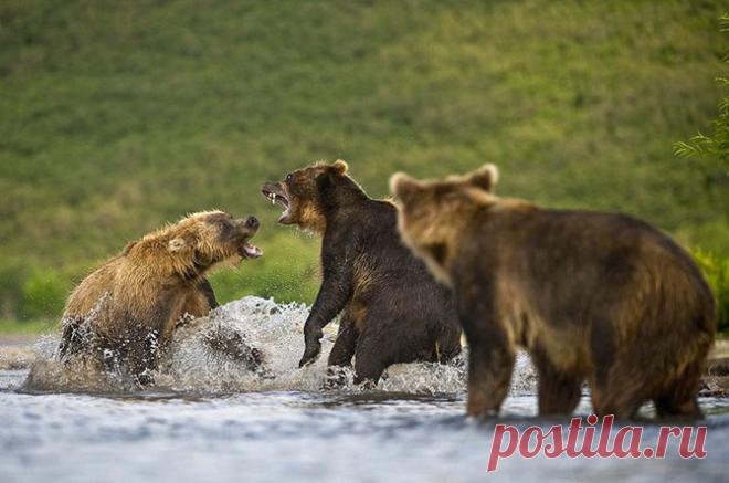 Нерест нерки на Курильском озере