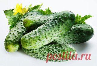 Рецепт от всех болезней огурцов