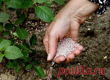 Хлебная подкормка растений