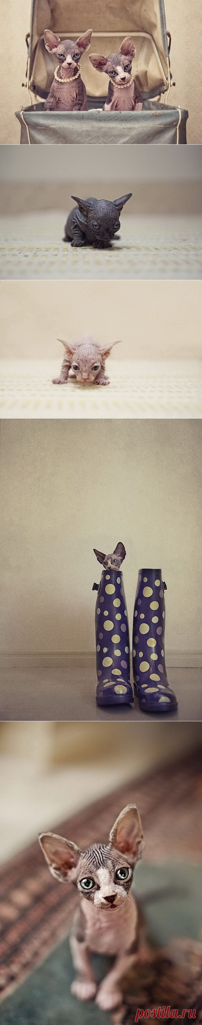 Чудесные кошки-сфинксы на фотографиях Серены Ходсон