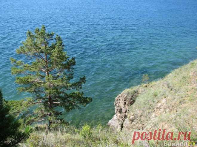 Большие коты фото — Байкал