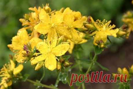 Лекарственный цветник на даче — 6 соток