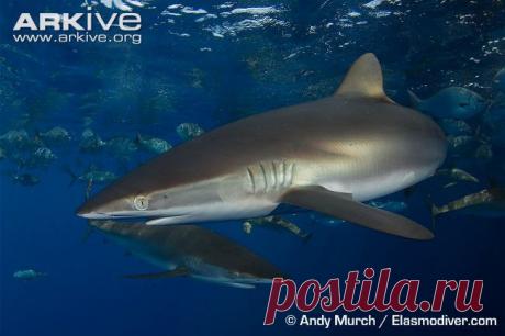 Шёлковая акула (Carcharhinus falciformis), тропические воды Мирового океана.
https://www.iucnredlist.org/details/39370/0