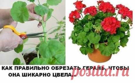 КАК ПРАВИЛЬНО ОБРЕЗАТЬ ГЕРАНЬ, ЧТОБЫ ОНА ПЫШНО ЦВЕЛА