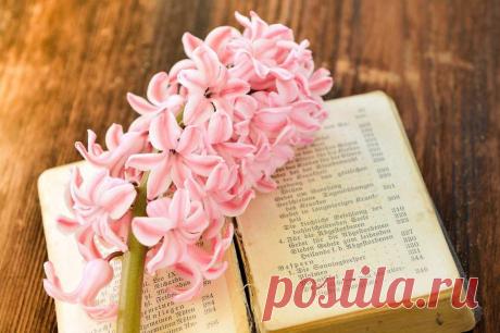 Мифы и легенды о цветах: Гиацинт ~ Planetalsad