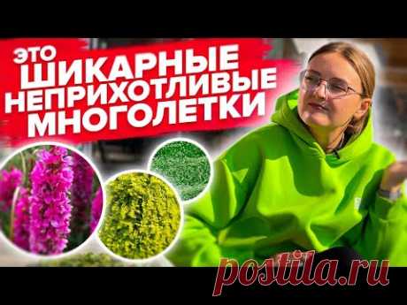 ПОСАДИЛ И ЗАБЫЛ! Обзор шикарных и неприхотливых многолетников: дербенник, мшанка, вербена, вероника