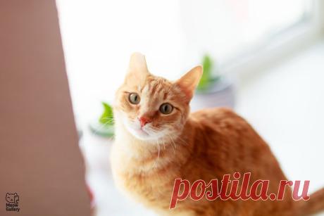 Как помочь кошке достойно встретить старость? | Meow gallery | Яндекс Дзен