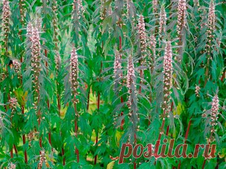 Лекарственное растение Пустырник сердечный (Leonurus cardiaca). Многолетнее растение высотой 50-150 см с грубыми ветвистыми стеблями. Прикорневые листья дланевидные, 3-7-, чаще 5-надрезные, крупнозубчатые, по направлению кверху постепенно мельчают; верхние стеблевые листья 3-лопастные. Многочисленные бледно-розовые цветки с двугубым венчиком образуют облиственное соцветие, сложенное из множества ложных мутовок. Венчик длиннее чашечки.