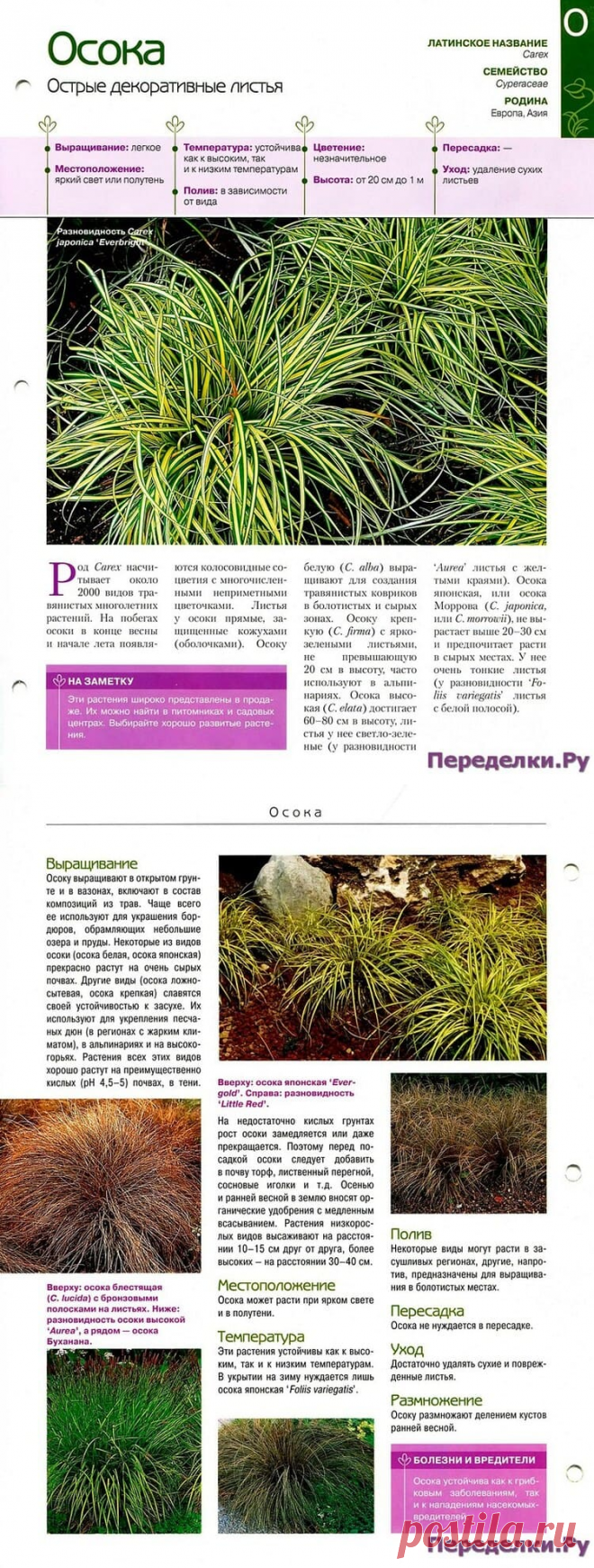 Осока * Переделки.РуПеределки.Ру