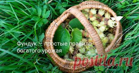 Фундук — простые правила богатого урожая Большинство сортов фундука, дающих крупный и вкусный урожай, теплолюбивы и скорее подходят для мягкого средиземноморского климата. Но это не значит, что для наших климатических условий фундук — недостижимая мечта.