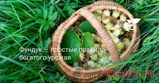 Фундук — простые правила богатого урожая Большинство сортов фундука, дающих крупный и вкусный урожай, теплолюбивы и скорее подходят для мягкого средиземноморского климата. Но это не значит, что для наших климатических условий фундук — недостижимая мечта.