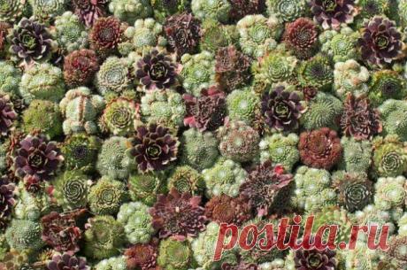 Каменная роза: обаяние скромности | Прочие многолетники (Огород.ru)