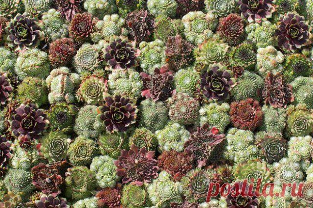 Каменная роза: обаяние скромности | Прочие многолетники (Огород.ru)