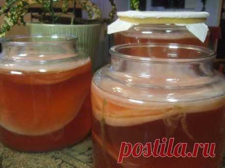 чайный гриб