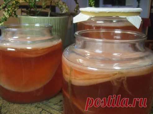 чайный гриб