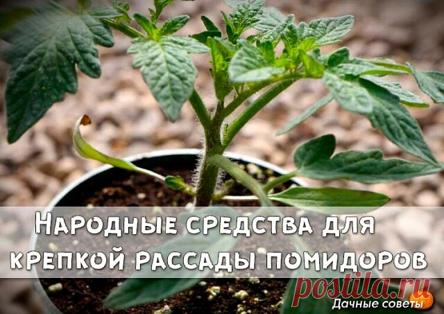 Народные средства для крепкой рассады томатов