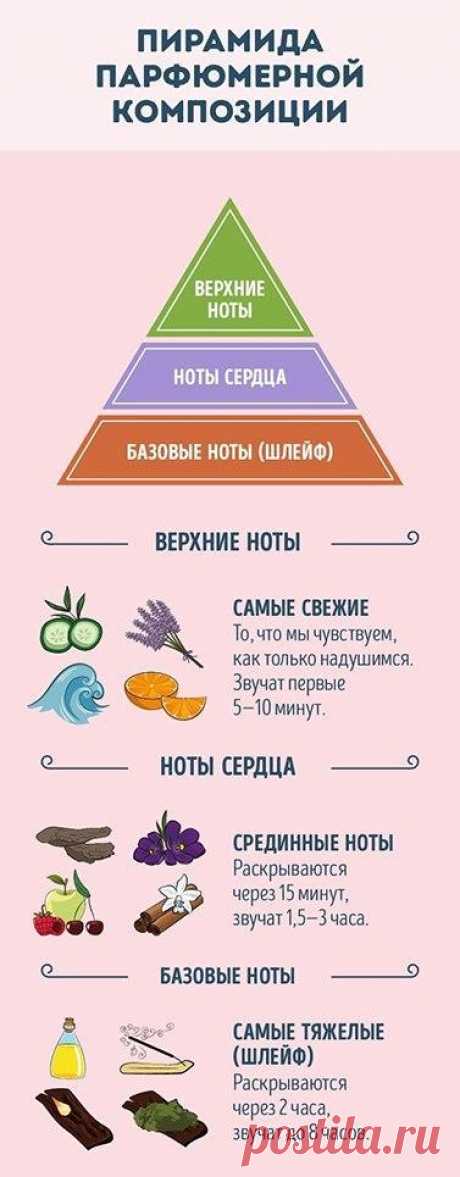 Руководство для тех, кто хочет разбираться в парфюме (9 картинок) » RadioNetPlus.ru развлекательный портал