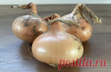 Как получить щедрый урожай лука: несколько секретов опытных огородников