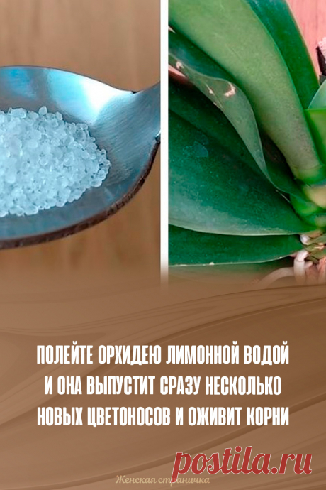 Полейте орхидею лимонной водой и она выпустит сразу несколько новых цветоносов и оживит корни