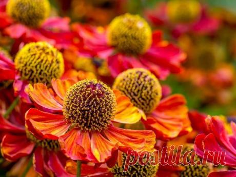 13 восхитительных растений, цветущих в сентябре | Цветники и клумбы (Огород.ru)