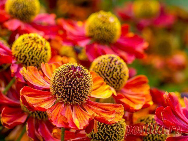 13 восхитительных растений, цветущих в сентябре | Цветники и клумбы (Огород.ru)