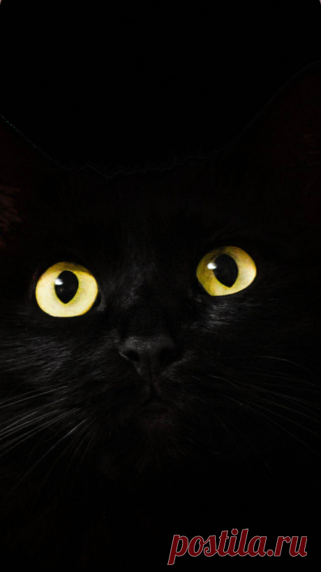 Черная кошка обои для iPhone - Я фотографирую черных кошек из приюта