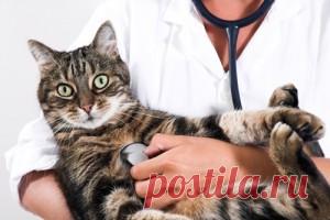 Как определить больна ли кошка? (осмотр, измерение температуры тела кошки)