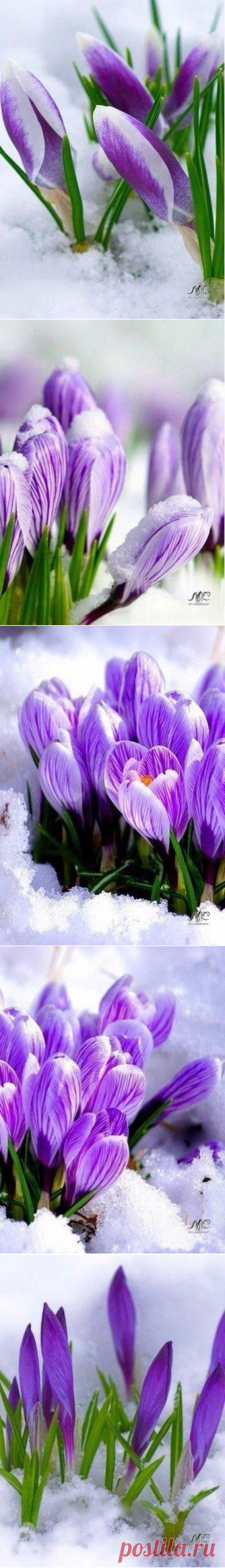 Скорее бы уже весна...