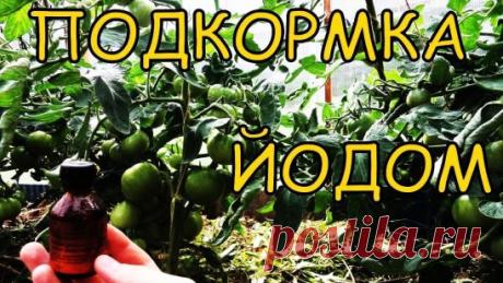 ВОСЕМЬ МАЛЕНЬКИХ СЕКРЕТИКОВ (САДОВОД - САДОВОДУ)
1. Йод для капусты.
В ведро воды добавить 40 капель йода. Когда начнет формироваться кочан, поливать капусту под растение по 1 литру.
2. Ускорение пророста.
Чтобы семена быстрее проросли их замачивают в растворе перекиси водорода (4%) на 12 часов (капуста), а семена помидоров и свеклы - на 24 часа. Для обеззараживания семян (вместо марганцовки) их обрабатывают 10% перекисью водорода 20 минут. Соотношение раствора и семян 1:1...