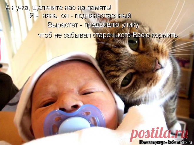 Котоматрица: Круть