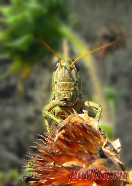 Take Me To Your Leader -- Fort Collins, Colorado “Bugs never bug my head. The...