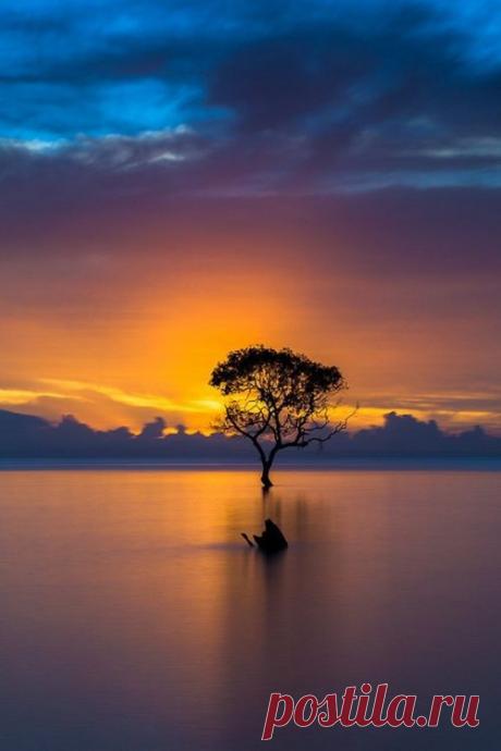 Queensland, Australia | Tree &amp; Path