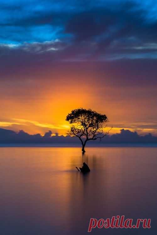 Queensland, Australia | Tree & Path
