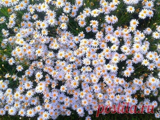 (38) Одноклассники