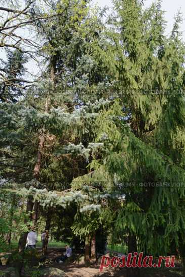 Tall evergreen coniferous trees in a Moscow city park in spring (2013 год) Редакционное фото, фотограф Ilaronsia / Фотобанк Лори