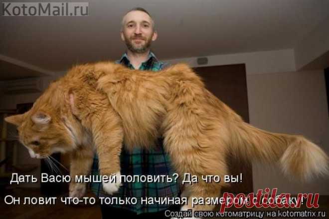Не мышелов... | KotoMail.ru