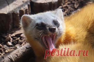 Mustelidae ☼ норки выдры хорьки | ВКонтакте