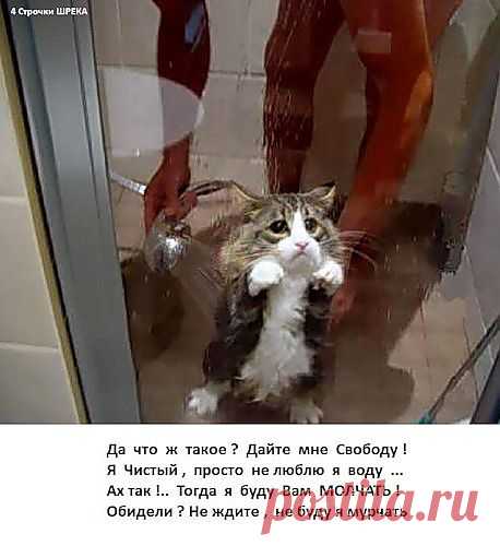 обиженный котенок