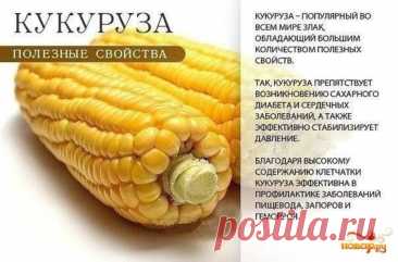 Кукуруза полезные свойства