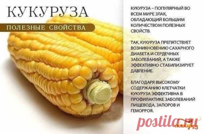 Кукуруза полезные свойства