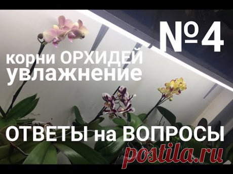 ОРХИДЕЯ в ДОМАШНИХ УСЛОВИЯХ корни орхидеи, увлажнение орхидеи