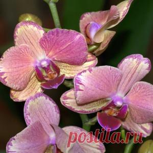 Даже имея много денег, русская баба никогда не будет прилично одетой... - МирТесен