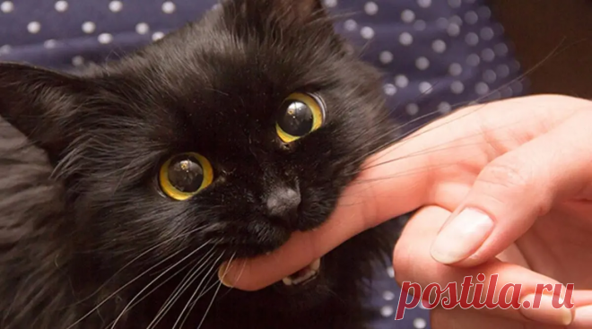 Тяжёлая дума на мохнатой мосе: Как коты наказывают непослушных людей (+ смешные фото) | Лариса Кречетова | Яндекс Дзен