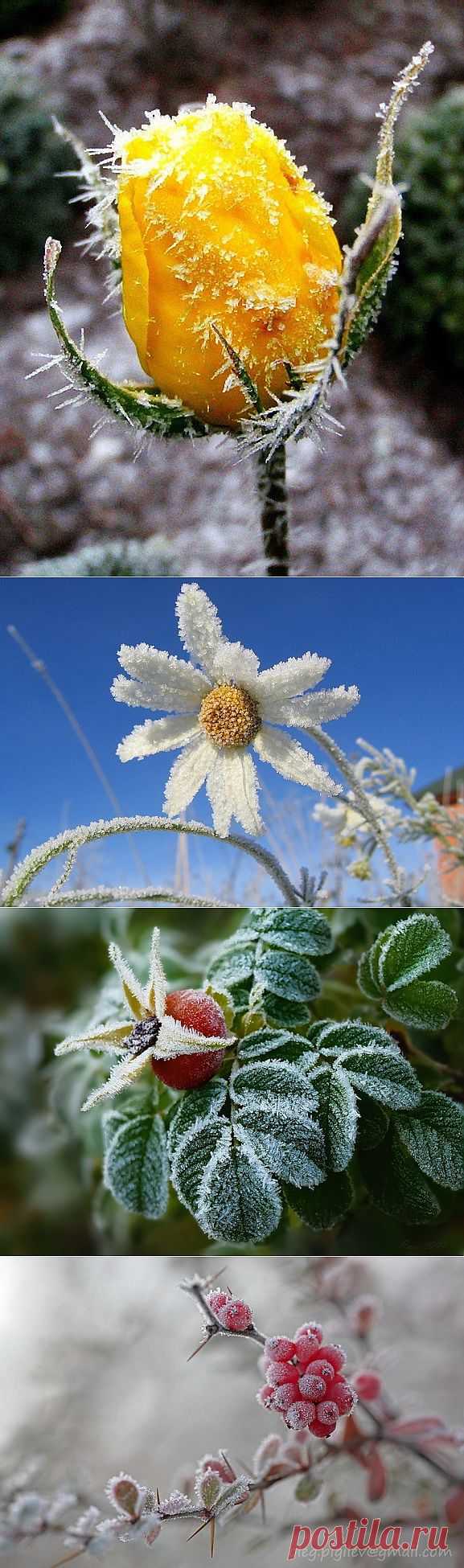 фотографии цветы, листья, ягоды в инее..