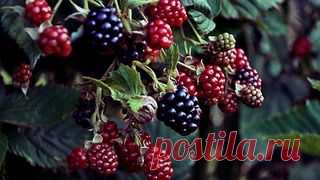 Ежевика садовая - популярные сорта, посадка и уход в саду с фото