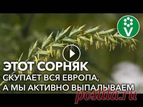 СОРНЯК САМ УЙДЕТ С УЧАСТКА! Как избавиться от пырея легко и просто + полезные свойства пырея ✿Просим поддержать наш канал купив растения в нашем интернет-магазине https://procvetok.com/?a=first и подписавшись на наш канал в Яндекс.Дзен https:/...