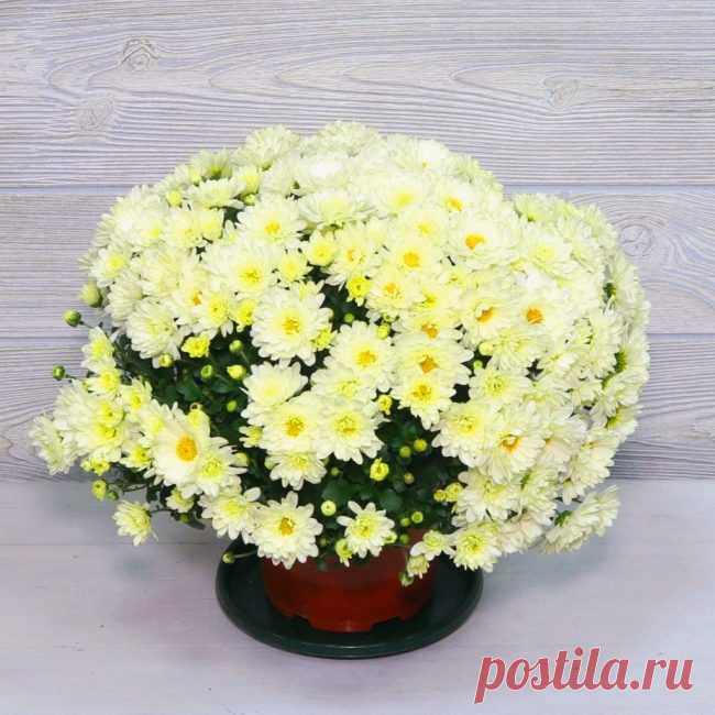 Популярные растения для озеленения и украшения детской комнаты